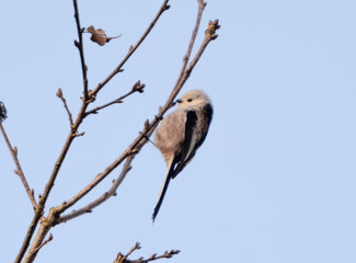 Long-Tailed Tit Sitting On A Bench In Its Natural Habitat