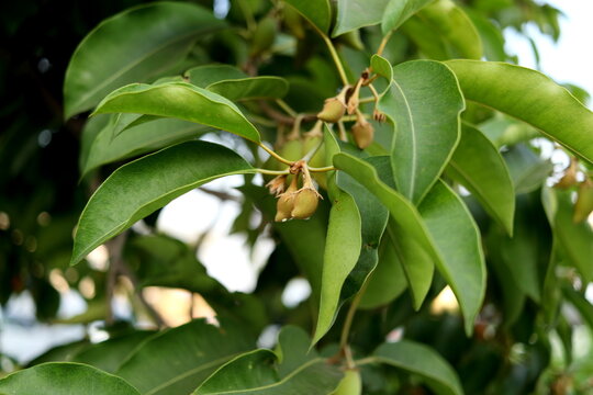 Young unripe fruits Mimusops elegi or Bullet wood growing on branch with leaves in Thailand. Another name is Bullet cherry, Spanish cherry, Bokul or Medlar.