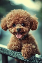 Adorable Small Dog with Curly Fur and Happy Expression Outdoors