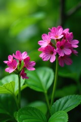 Lungwort flowers blooming in lush garden, surrounded by vibrant green leaves,  spring,  botanical