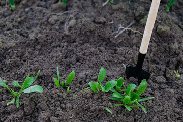 Spinach sowing. Small shovel. Soil sample. Care, watering, fertilizing. Home growing. Vegetable gardening concept. Copy space. 