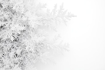 Snowy Evergreen Branches Against White Background