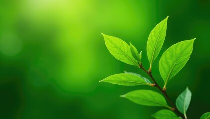 Obraz premium Isolated vibrant green sapling, delicate branches, image, white, botanical