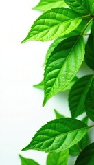 Fototapeta na wymiar Lush green leaves with intricate veins on a white background, leafy, plant life