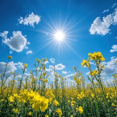 Fototapeta premium Bright sunshine shines over a vibrant field of yellow flowers