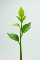 Obraz premium Small sprouts on a stem isolated in white against gray, isolated objects, nature