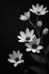 Fototapeta premium Monochrome close-up of delicate black and white flowers on a dark background, pattern, black