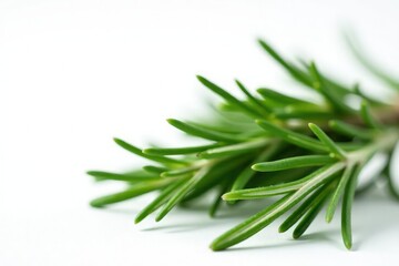 Fototapeta premium Sprigs of rosemary isolated against a clean white surface, earthy, greenery, fragrant