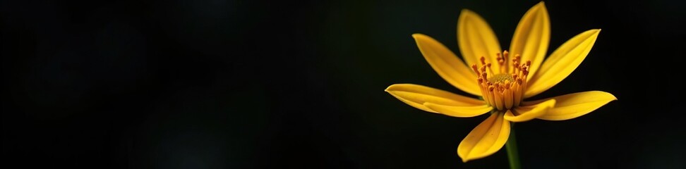 Obraz premium Macro shot of a yellow metal flower against a black background, vibrant, black background
