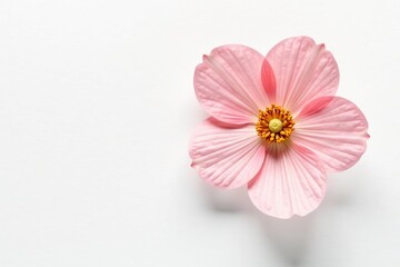 Isolated pressed and dried pink flower on white background for aesthetic scrapbooking and dry plant crafts,  botanical,  scrapbooking