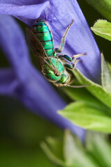 macro shot of iridescent bee on leaf