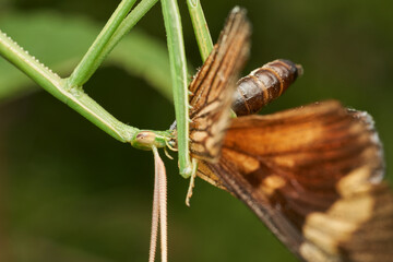 macro shot of mantis eating butterfly on grass