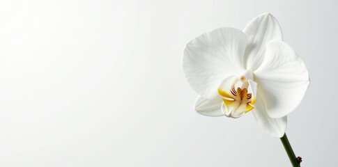 Obraz premium Orchid flower with delicate white petals blooming against a clean white background, tropical, isolated