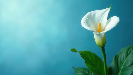 Obraz premium A Single Elegant White Calla Lily with Dew Drops on Teal Background