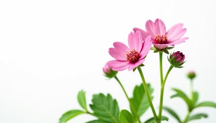 Herb Robert, cranesbill plant with pink flowers frontal view isolated on white background,  floral,  isolated