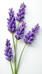 Obraz premium Lavender flowers in full bloom arranged elegantly on a white background, medicinal, flowers