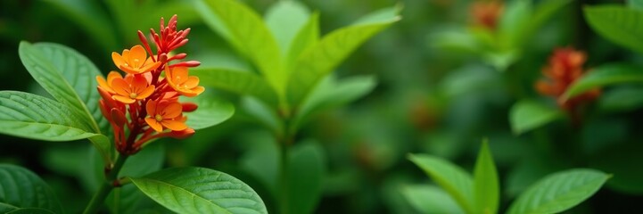 Native ginger plant with vibrant orange flowers in full bloom surrounded by lush green foliage, showcasing the beauty of nature and flora,  bloom,  green