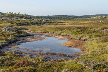 Frost-covered leafless tree branch in a panoramic view. Beautiful simple AI generated image
