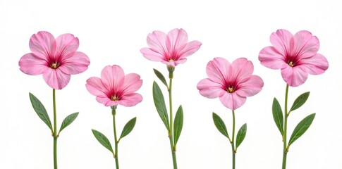 Obraz premium Set of pink flowers of onobrychis isolated on white background, botanical, background