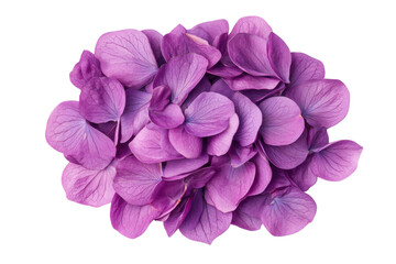 Fototapeta premium Vibrant purple hydrangea blooms clustered together in full detail, cut out
