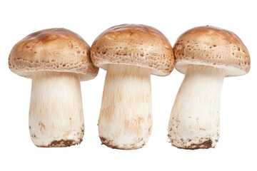 Three fresh brown mushrooms with caps and stems isolated on white background, cut out
