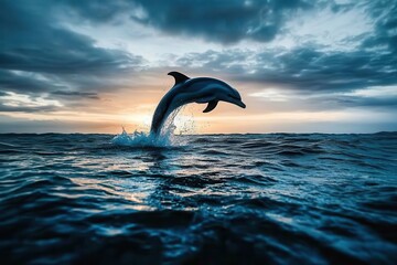 Obraz premium Playful dolphin leaping out of the ocean at sunset