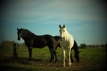 Fototapeta premium Magnificent horses grazing in field
