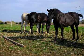 Magnificent horses grazing in field
