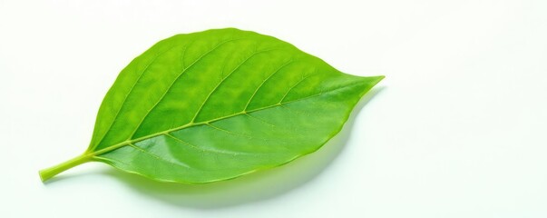 Fototapeta premium delicate leaf with veins isolated on white background, botanical, nature, organic