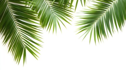Palm leaves frame green leaf background.