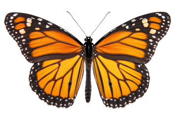 Fototapeta premium Vibrant monarch butterfly with distinct orange and black patterns, cut out