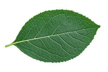 Obraz premium Detailed close-up of green leaf with visible veins on black background, cut out