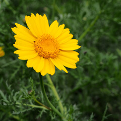 Natura