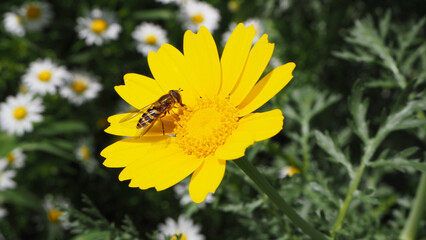 Natura