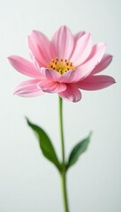 Fototapeta premium Single flower with delicate petals in soft focus on white background, elegant, gentle, soft focus