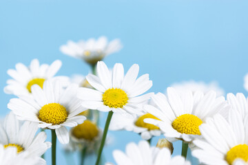 Beautiful heads of blooming daisy flowers close-up.
