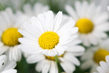 Beautiful heads of blooming daisy flowers close-up.