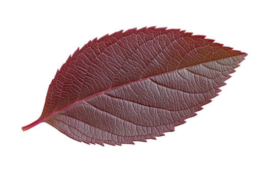 Detailed close-up of vibrant red leaf on black background, cut out