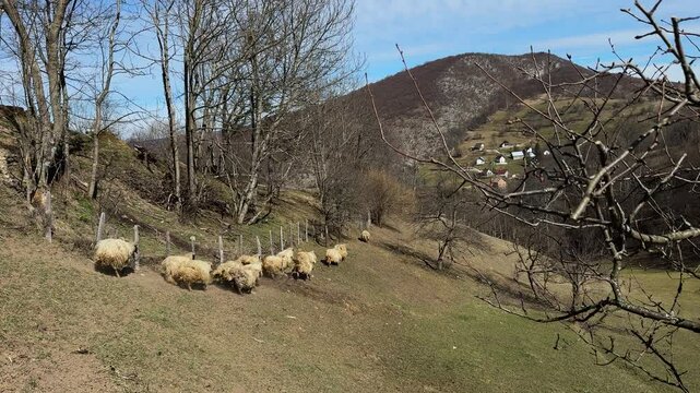 Sheep with long wool running down a steep hill with beautiful mountain landscape in the background