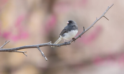 junco songbird in redbud tree