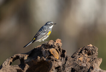 yellow rumped warbler on tree stump
