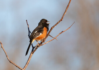 Eastern towhee sitting in locust tree