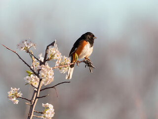 Eastern towhee sitting in tree with white blooms