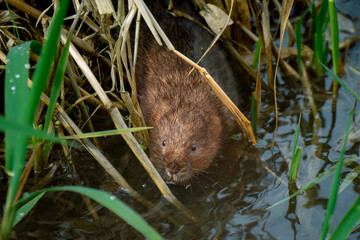 water vole wading through water