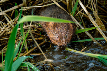 water vole eating grass
