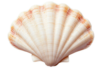 Obraz premium Close-up image of a detailed scallop shell with natural patterns, cut out