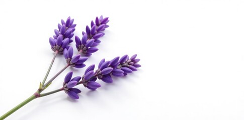 Obraz premium Lavender branch isolated on plain white background with shadows, isolated, purple