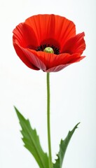 Obraz premium Single red poppy, vibrant petals, white background, summer, flower, opium poppy