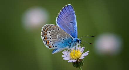 Exquisite Karner Blue Butterfly Resting on a Delicate Wildflower Blossom