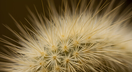 Obraz premium Detailed view of a Southern Flannel Moth Caterpillar with striking hair-like structures